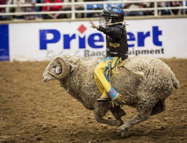sheep riding at mesquite championship rodeo