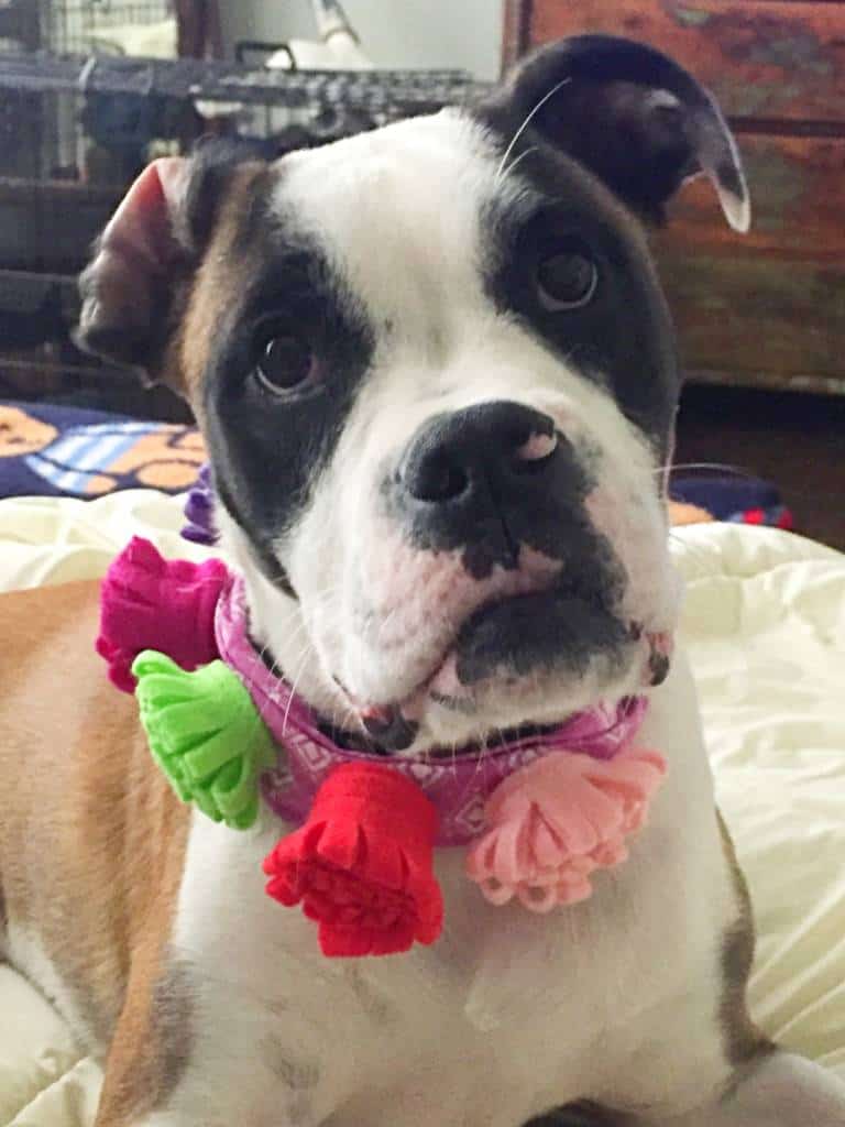flower dog collar flower dog collar