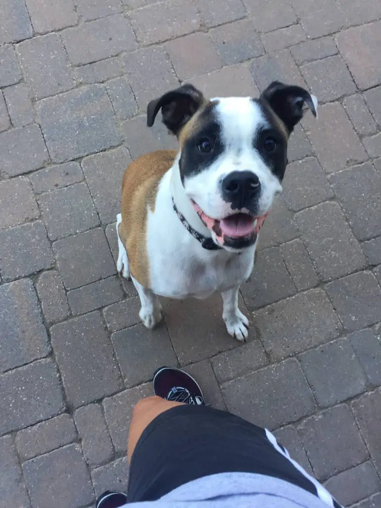 puppy wants his run