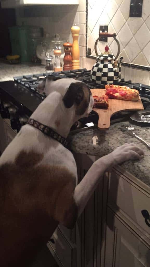 puppy stealing pizza