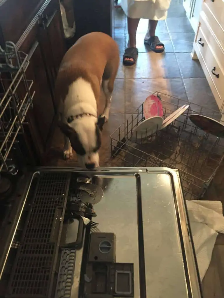 puppy pulled dishwasher tray out
