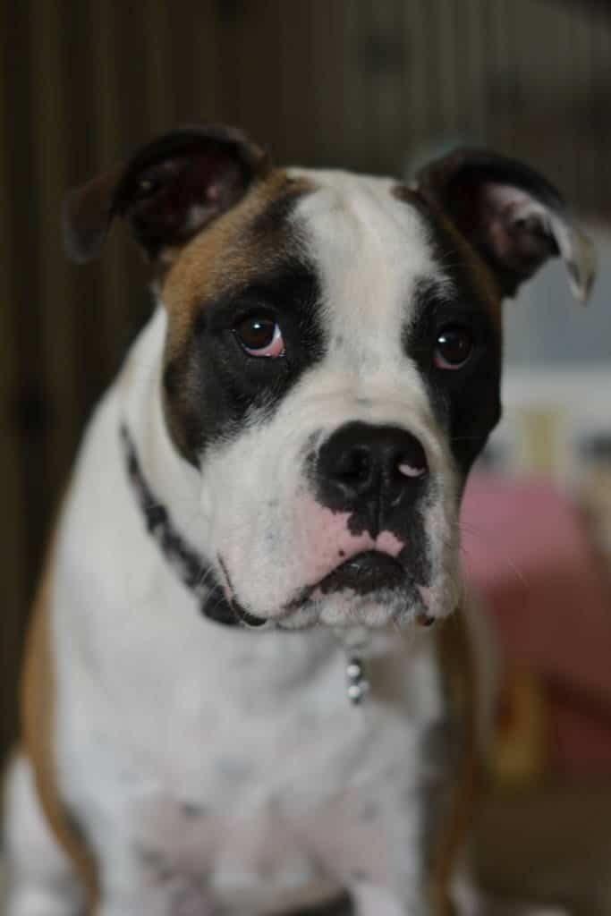 Beast portrait Beast portrait