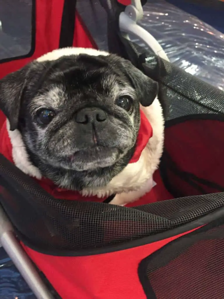 puggie in stroller