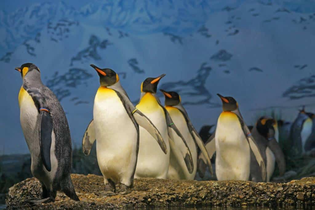 king-penguin-1703294_1920 king-penguin-1703294_1920