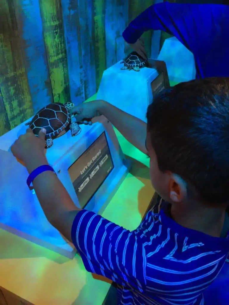 Sea Life Aquarium Turtle Rehabilitation Exhibit 3