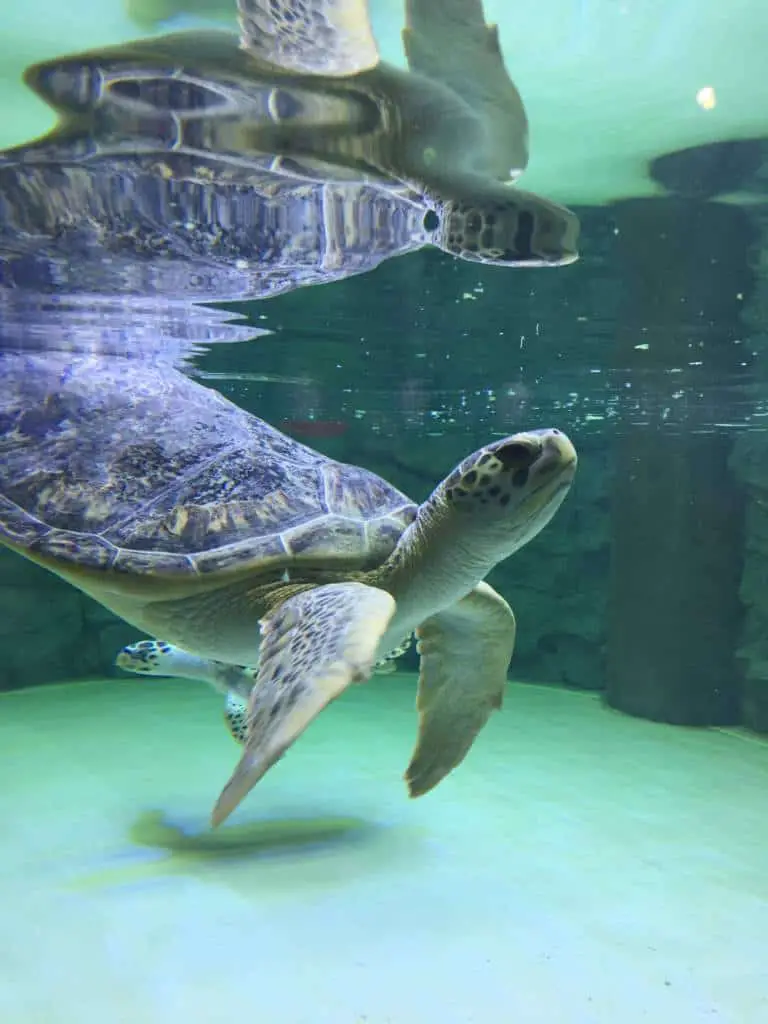 Sea Life Aquarium Turtle Rehabilitation Exhibit 2 sea turtle rehabilitation