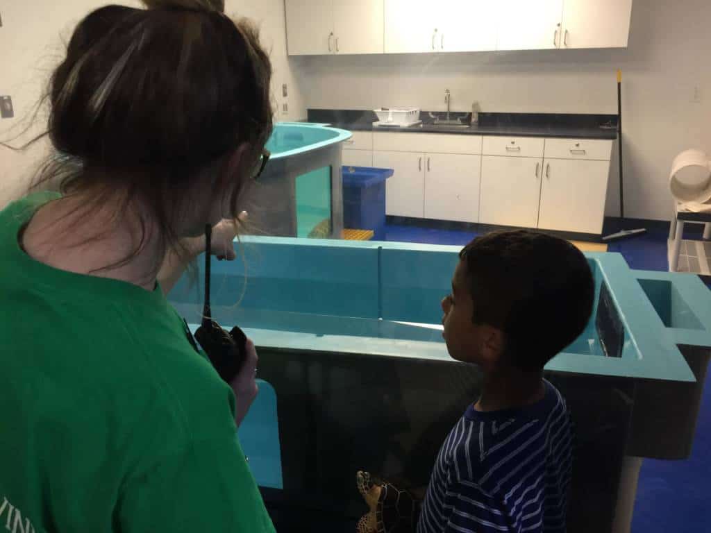 Sea Life Aquarium Turtle Rehabilitation Exhibit 7