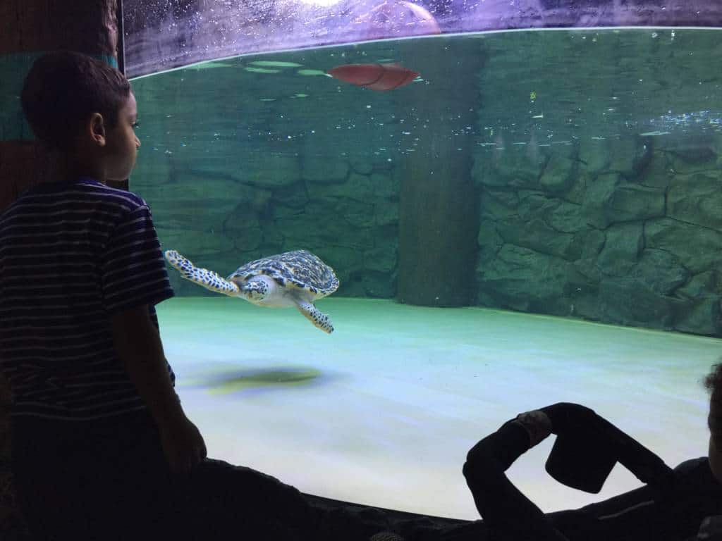 Sea Life Aquarium Turtle Rehabilitation Exhibit 1