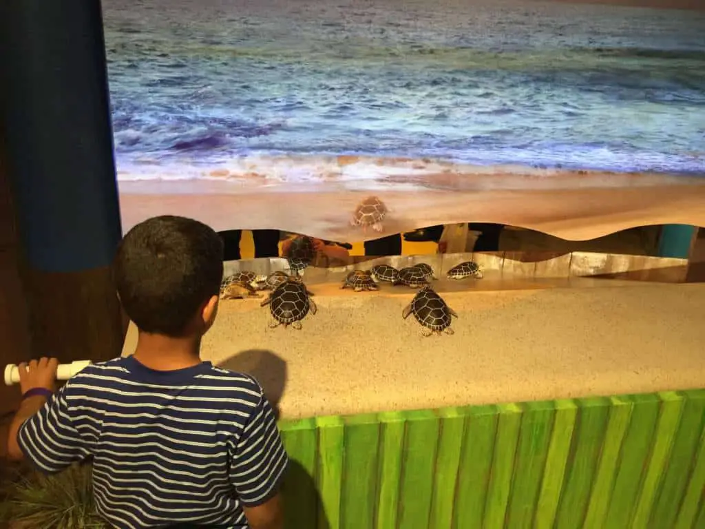Sea Life Aquarium Turtle Rehabilitation Exhibit 5