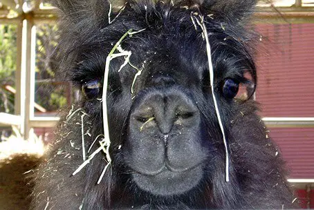 BarrackOLlama