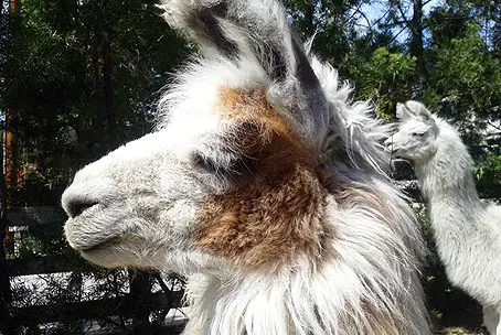 ComoTLlama