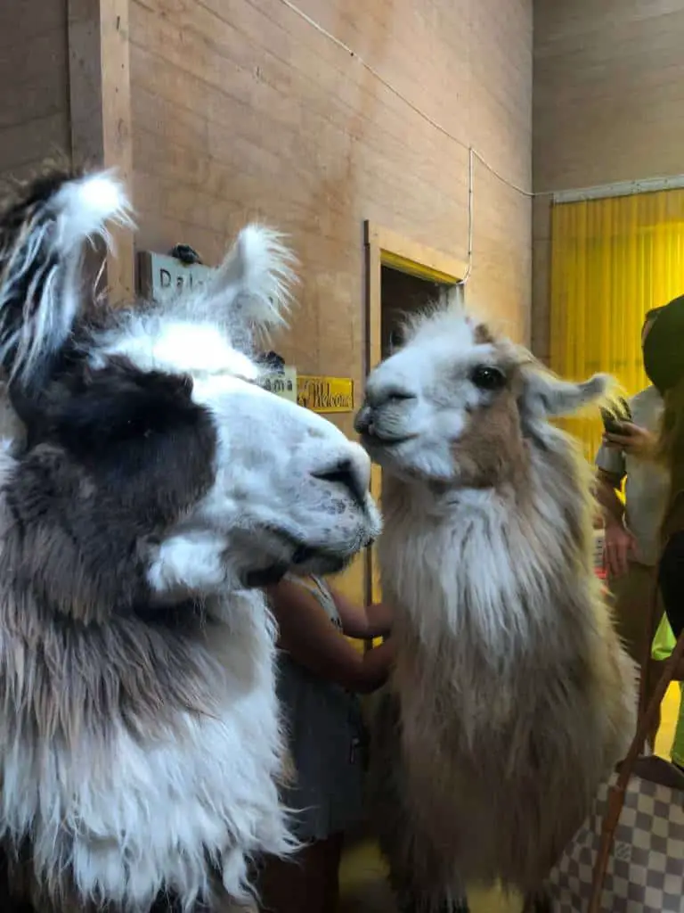 llamas at shangrillama