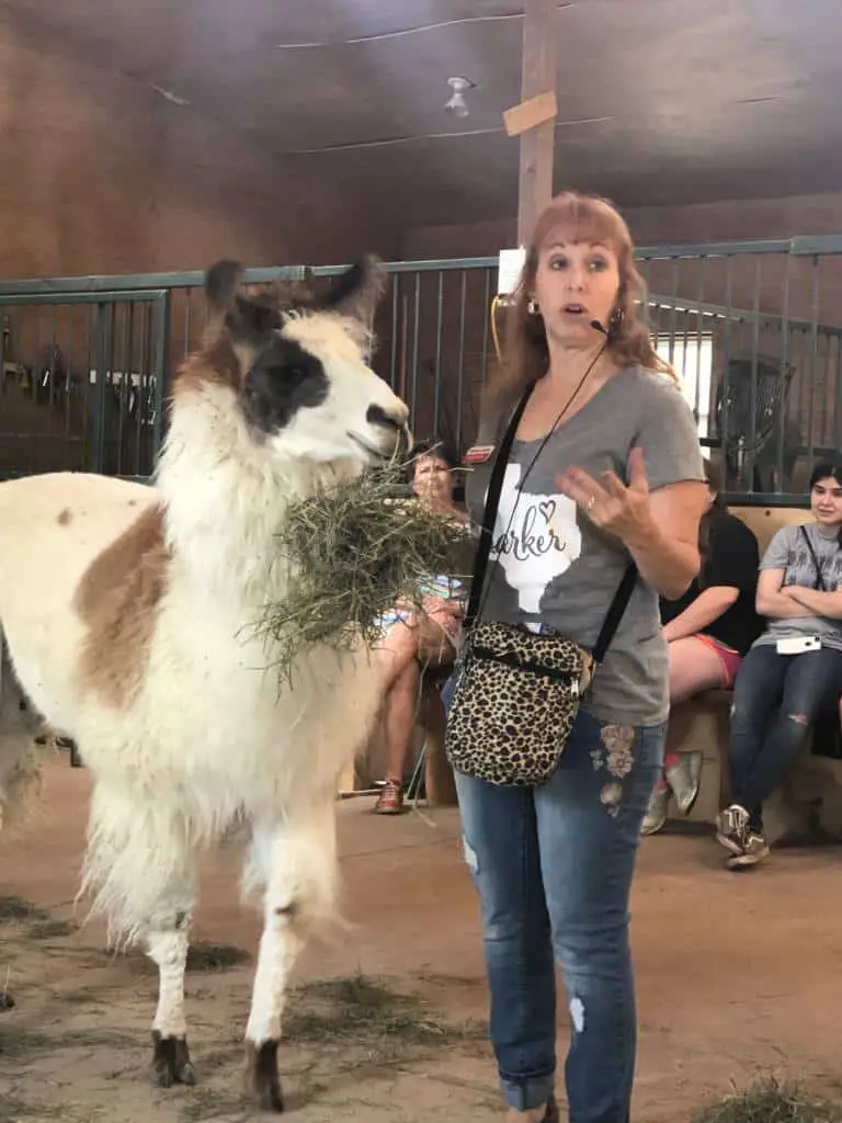 shangrillama mama llama