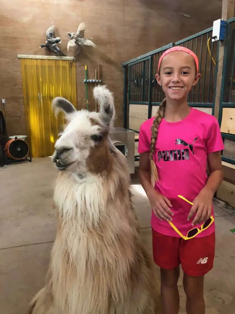 llama friends