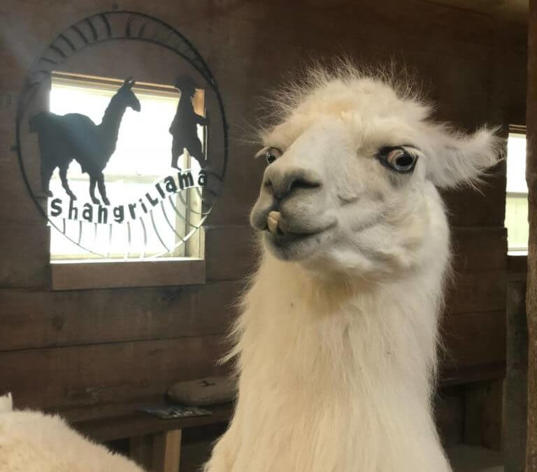 All the llama love for ShangriLlama