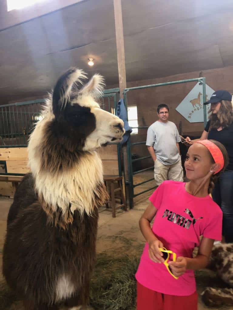 what you talking bout llama?