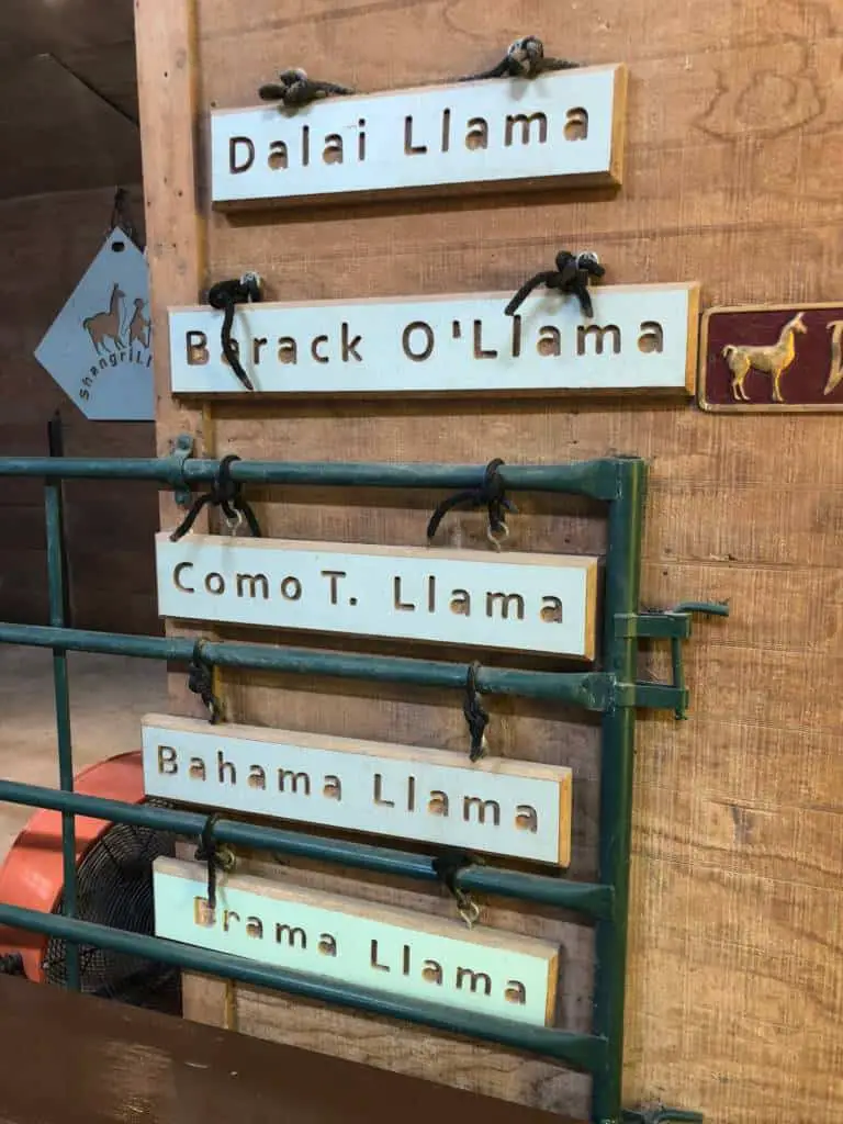llama names at shangrillama