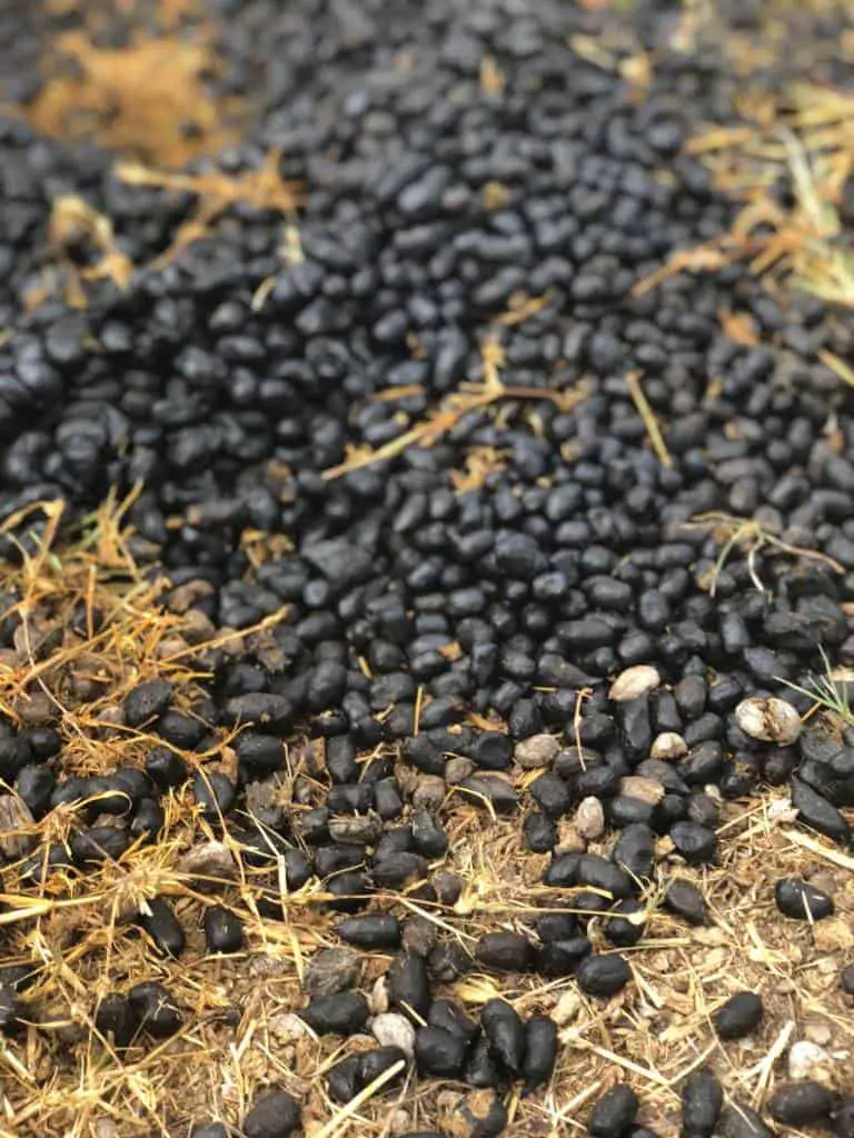 llama droppings
