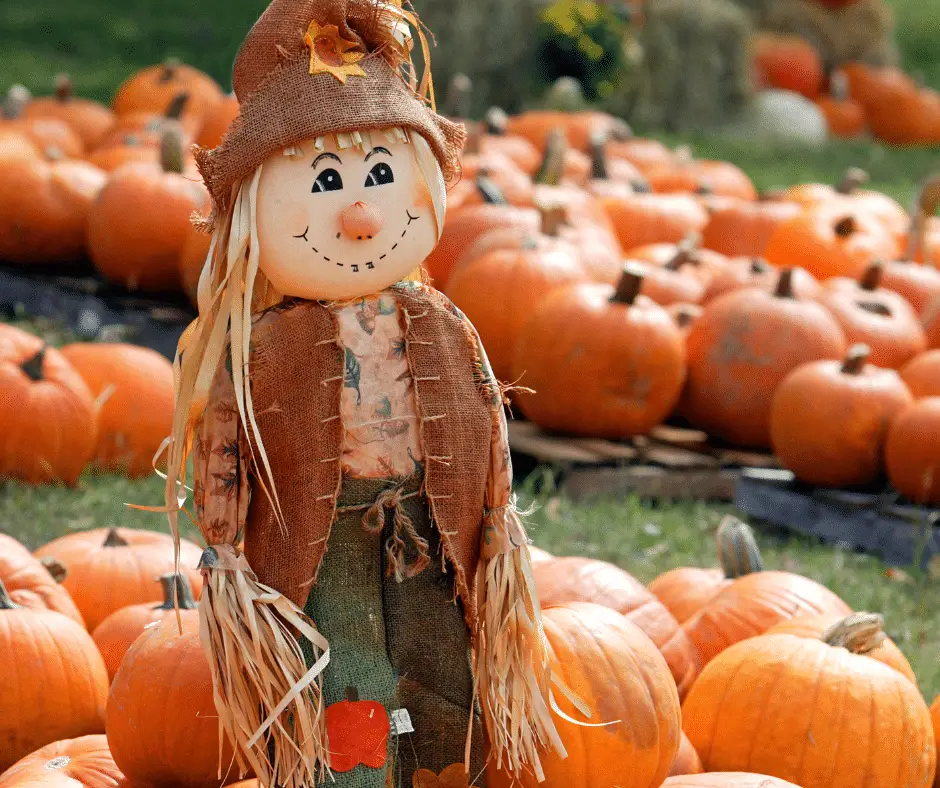 PumpkinPatch