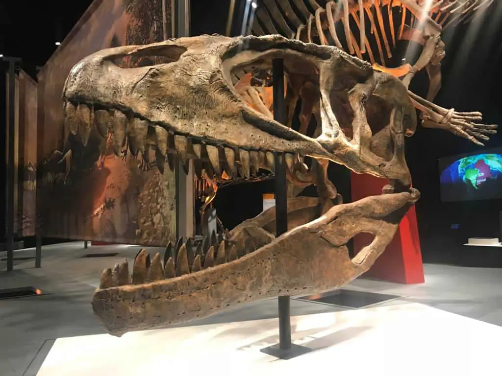 ultimate dinosaurs at Perot Museum