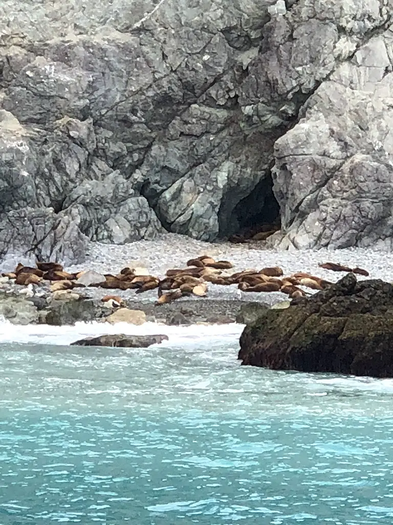 Seals on a beach