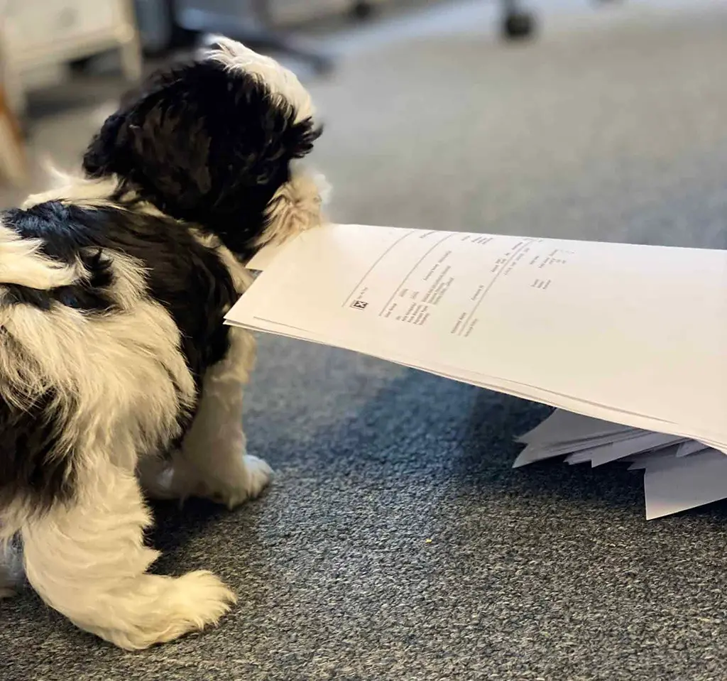 Puppy in office Puppy in office