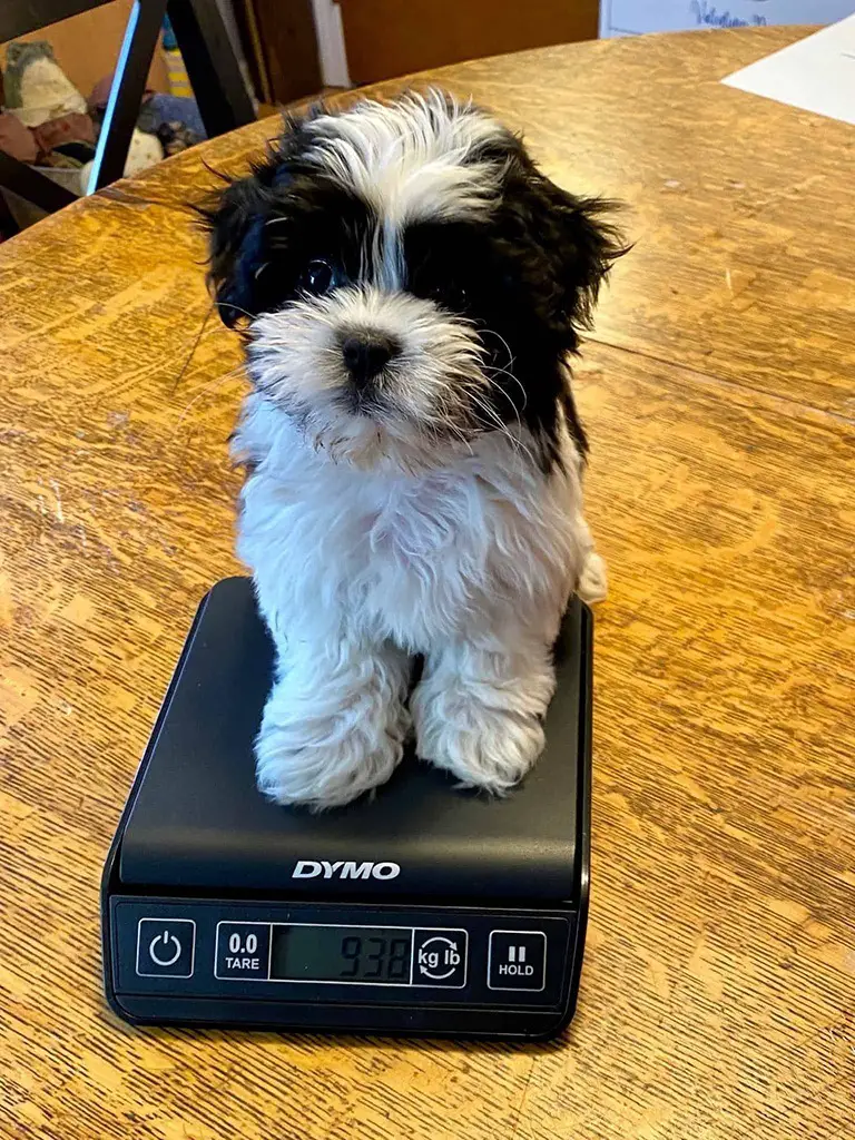 Puppy on a scale Puppy in office