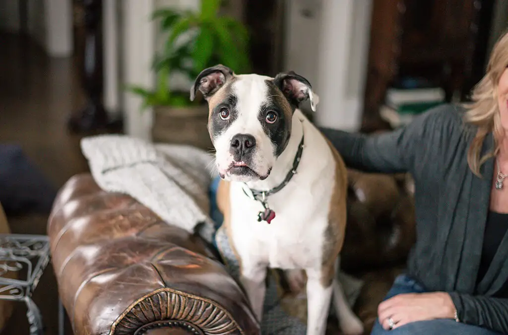 COVID-19 and Pets