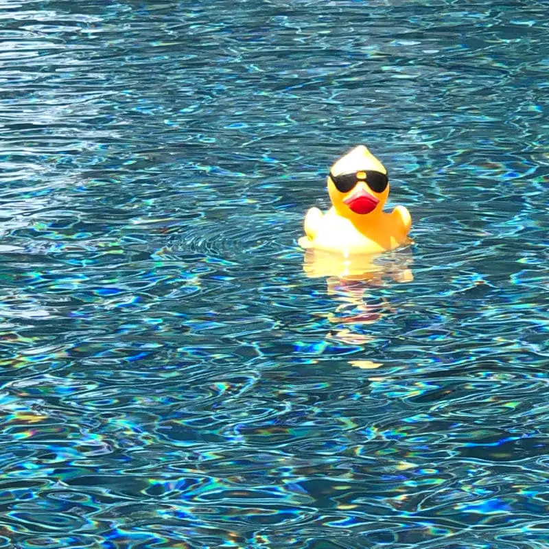 rubber duck in a swimming pool - fauxcation