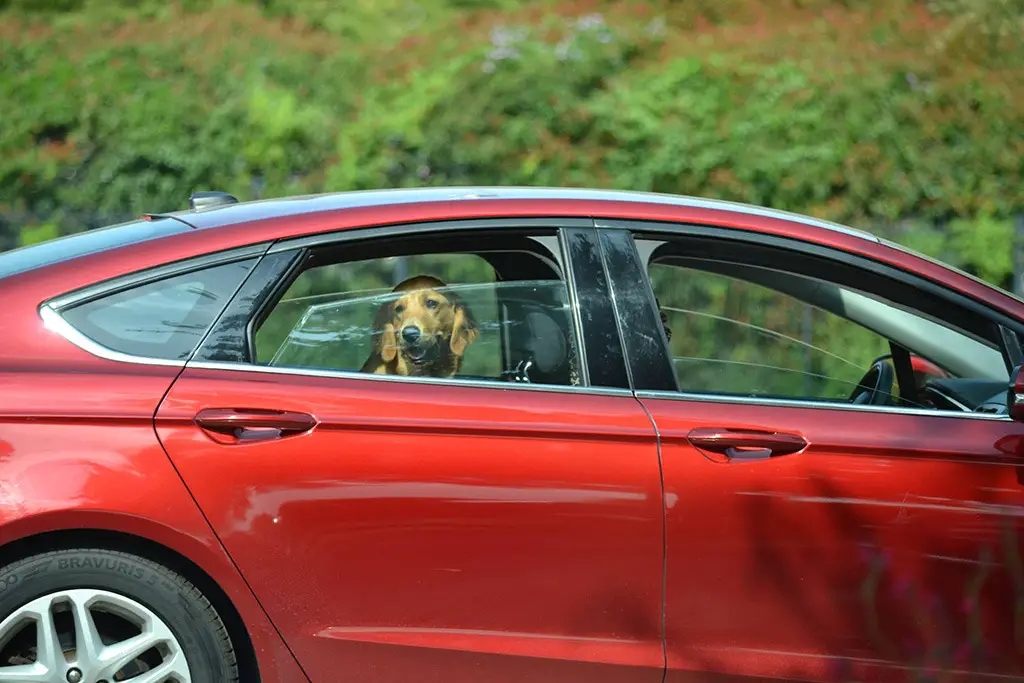 State Fair of Texas drive thru