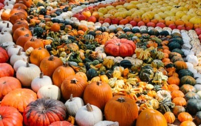 Art of the Pumpkin at Dallas Arboretum