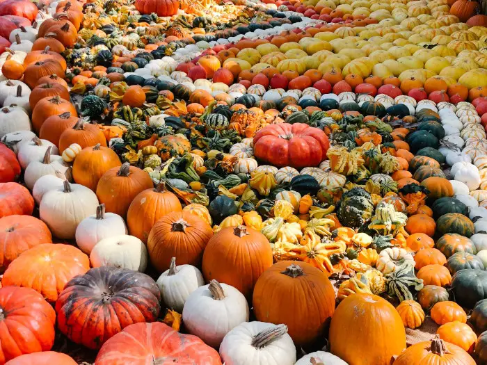 Art of the Pumpkin at Dallas Arboretum