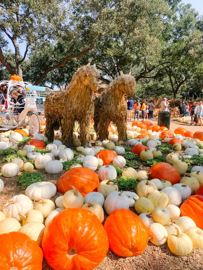 Dallas Arboretum - Art of the Pumpkin