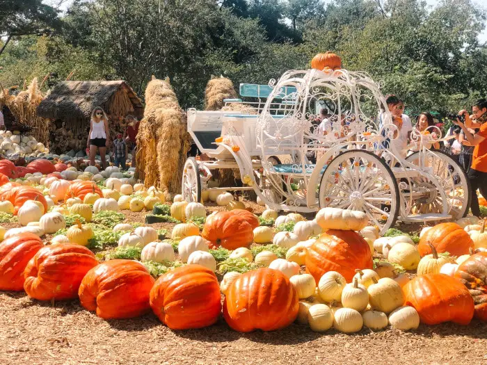 Dallas Arboretum - Art of the Pumpkin
