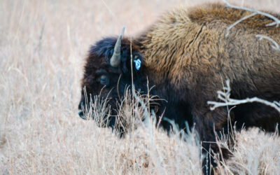 A Perfect Moment at the Tallgrass Prairie