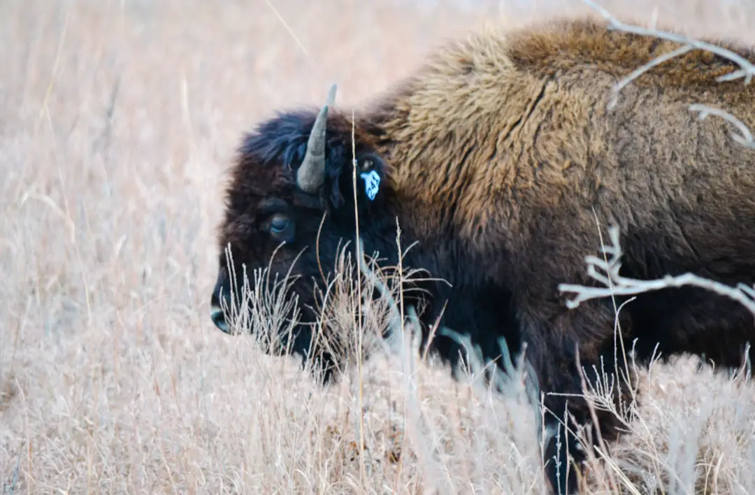 Bison Tallgrass Prairie