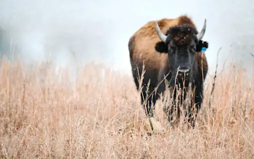 Bison at Tallgrass Prairie Preserve