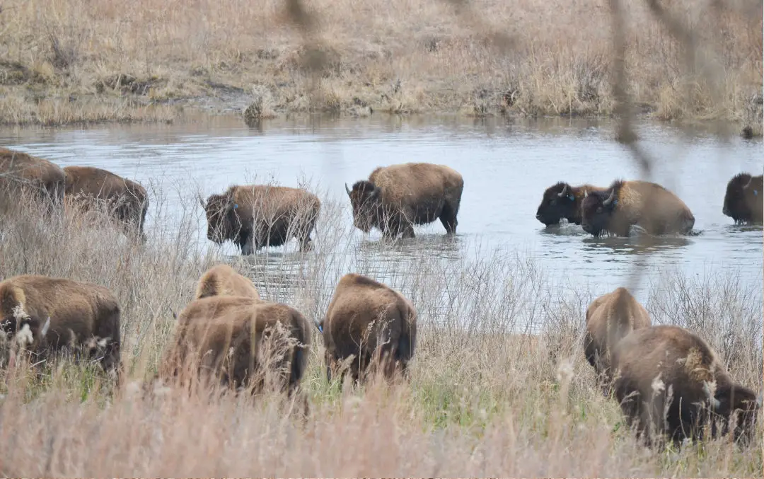 Tallgrass Prairie Bison Herd