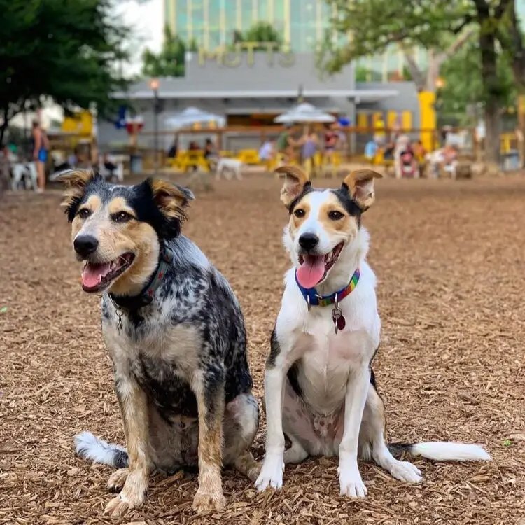 Mutt'sCantina Mutts Cantina Texas