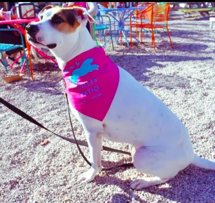 Jack Russel at Toller Patio Bar in Texas