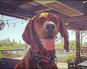 hgsplyco HG Sply dog