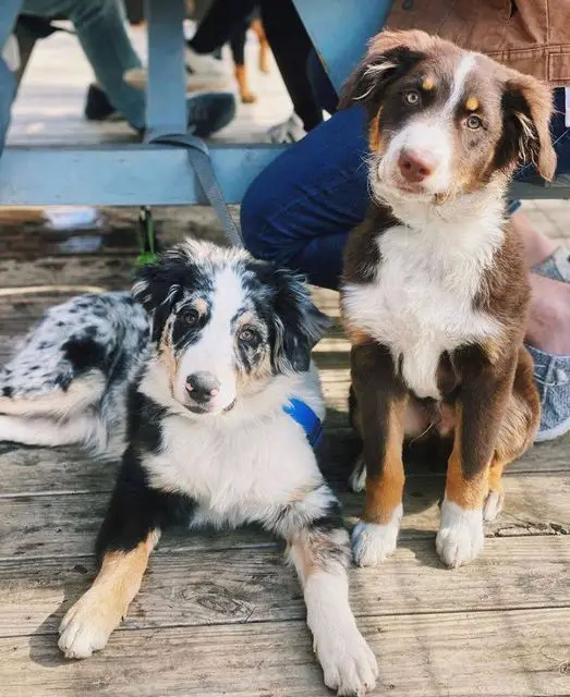 wiggle butt whiskey