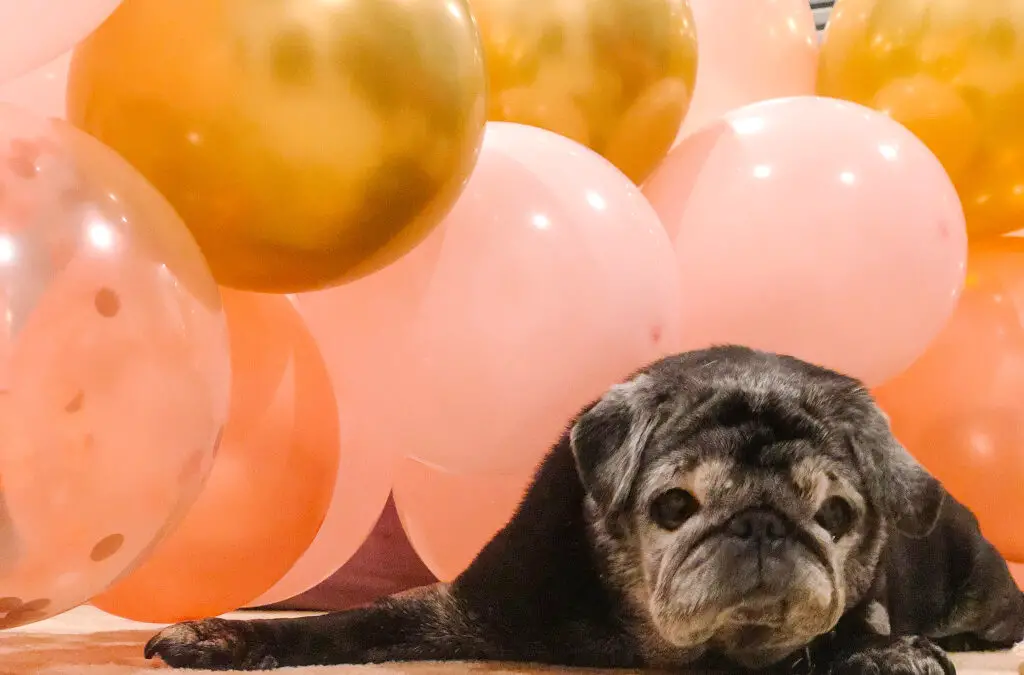 How to Make a Balloon Arch (in two hours or less!)
