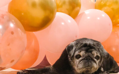 How to Make a Balloon Arch (in two hours or less!)