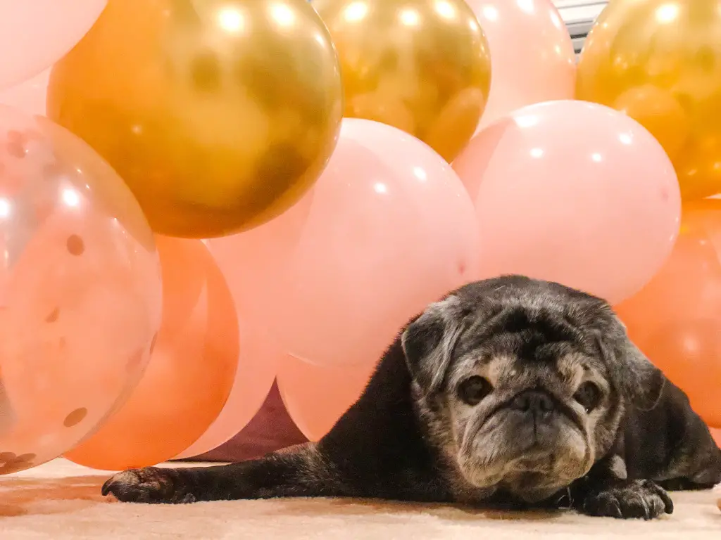 DIY balloon arch