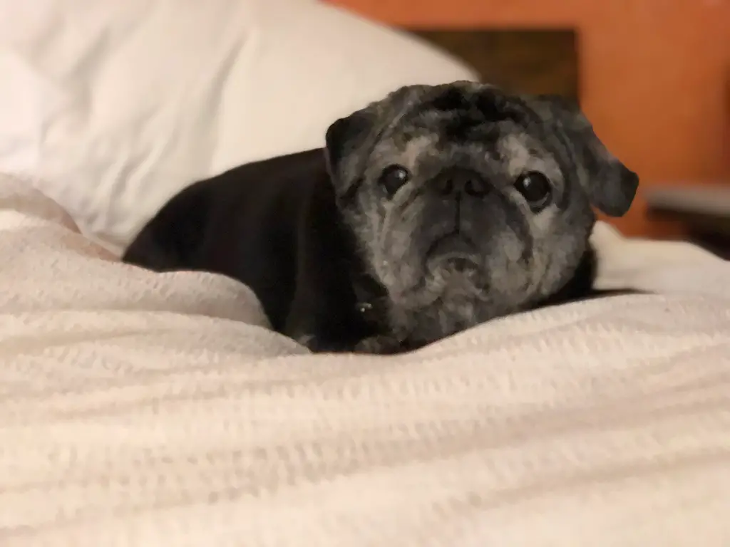 dog friendly hotel dog friendly hotel