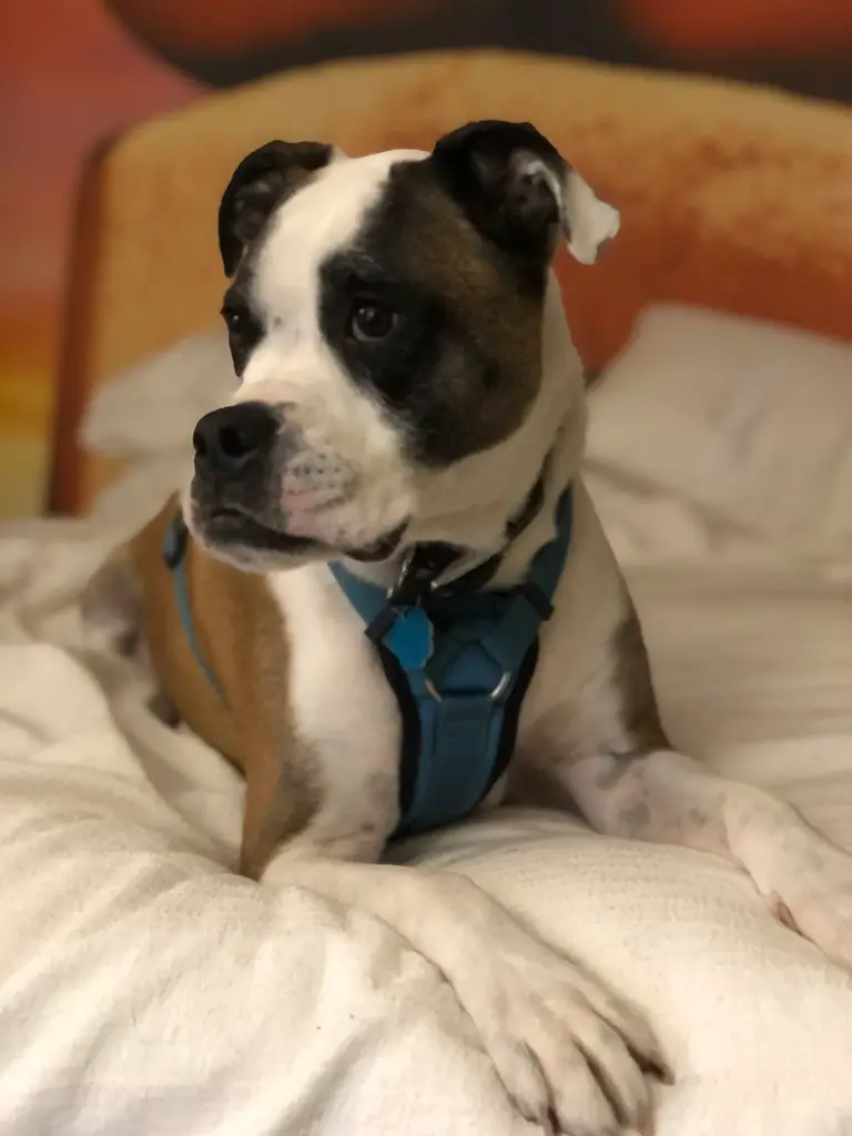 pet friendly hotel pet friendly hotel