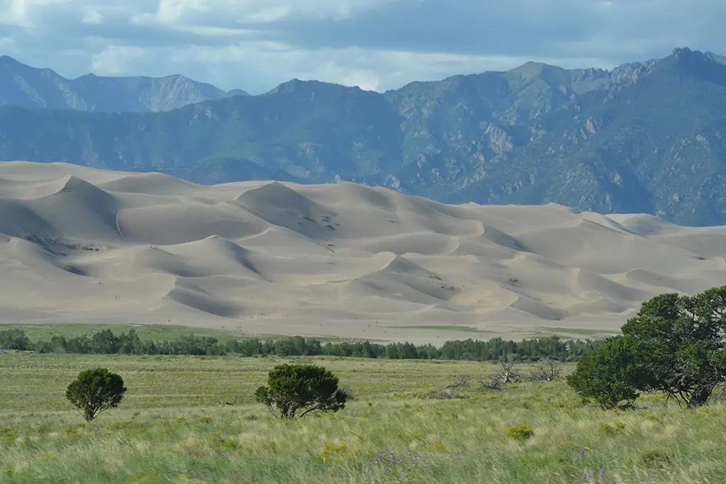 sand dunes with grass and trees in foreground