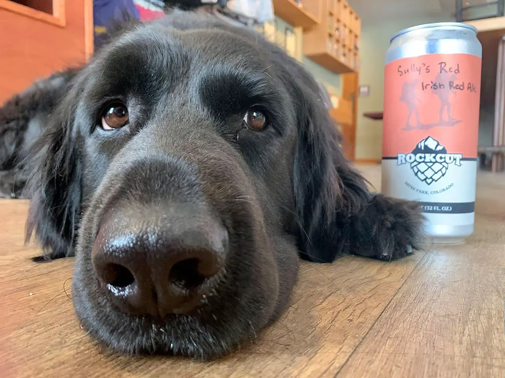 good dog with rock cut brewery beer