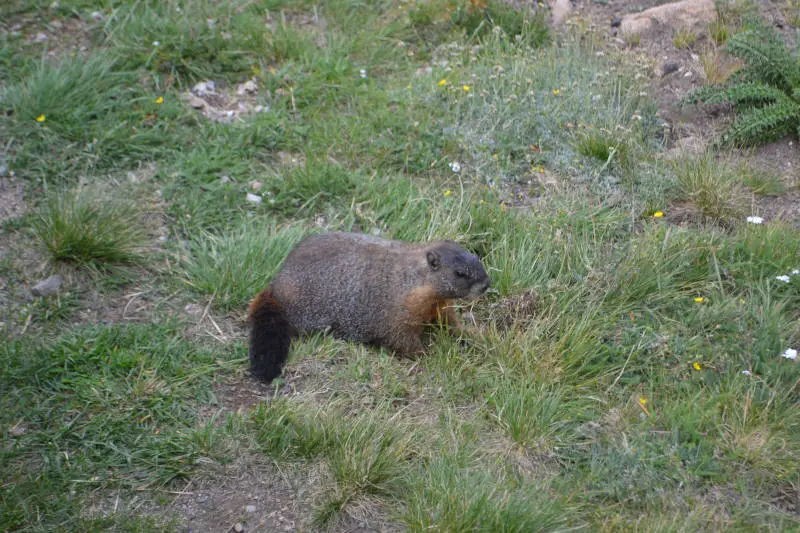 RMNP - wildlife